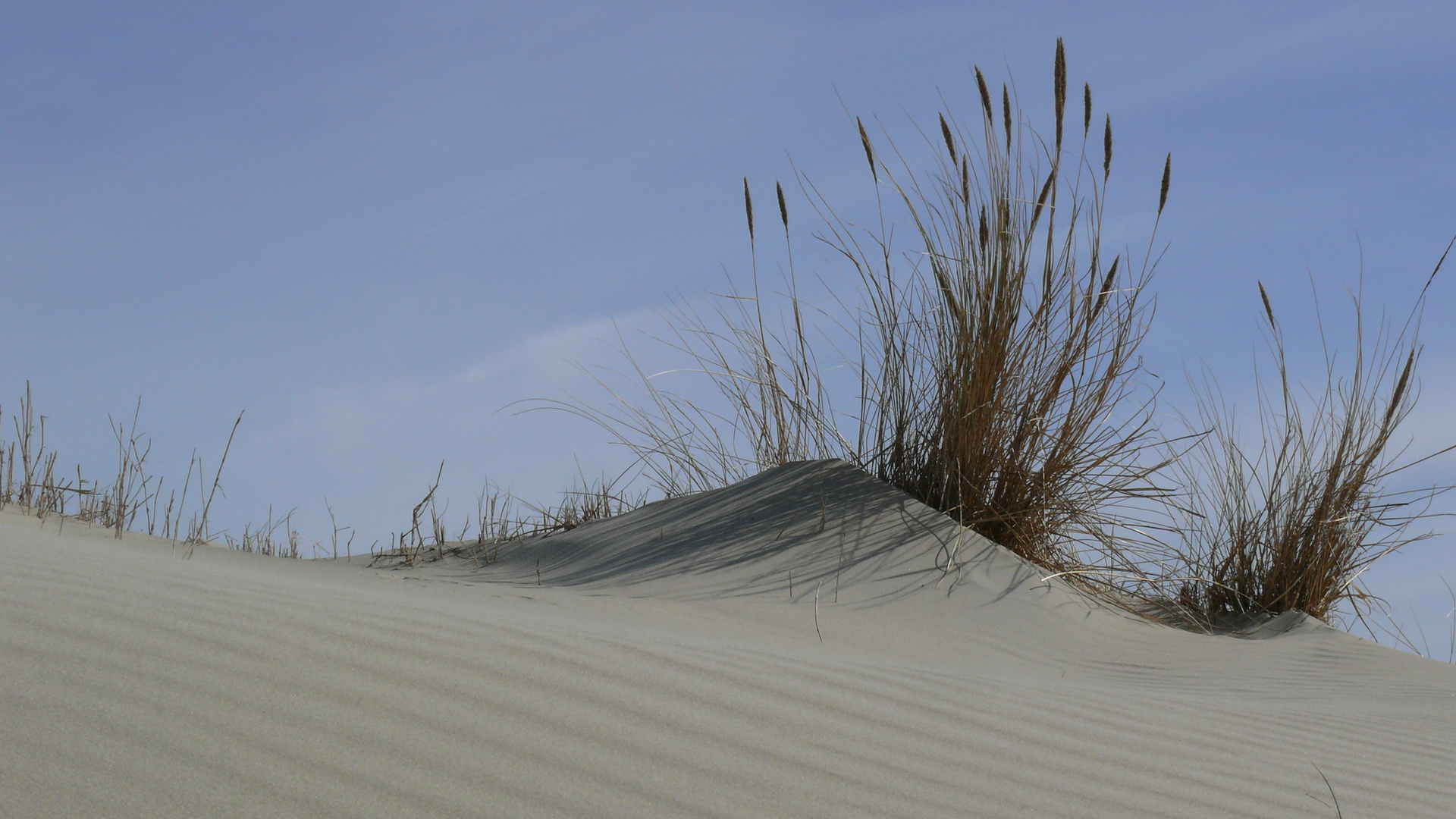 Borkum 2015 - Strandhafer