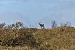 Borkum 2016 - Damwild in den Dünen