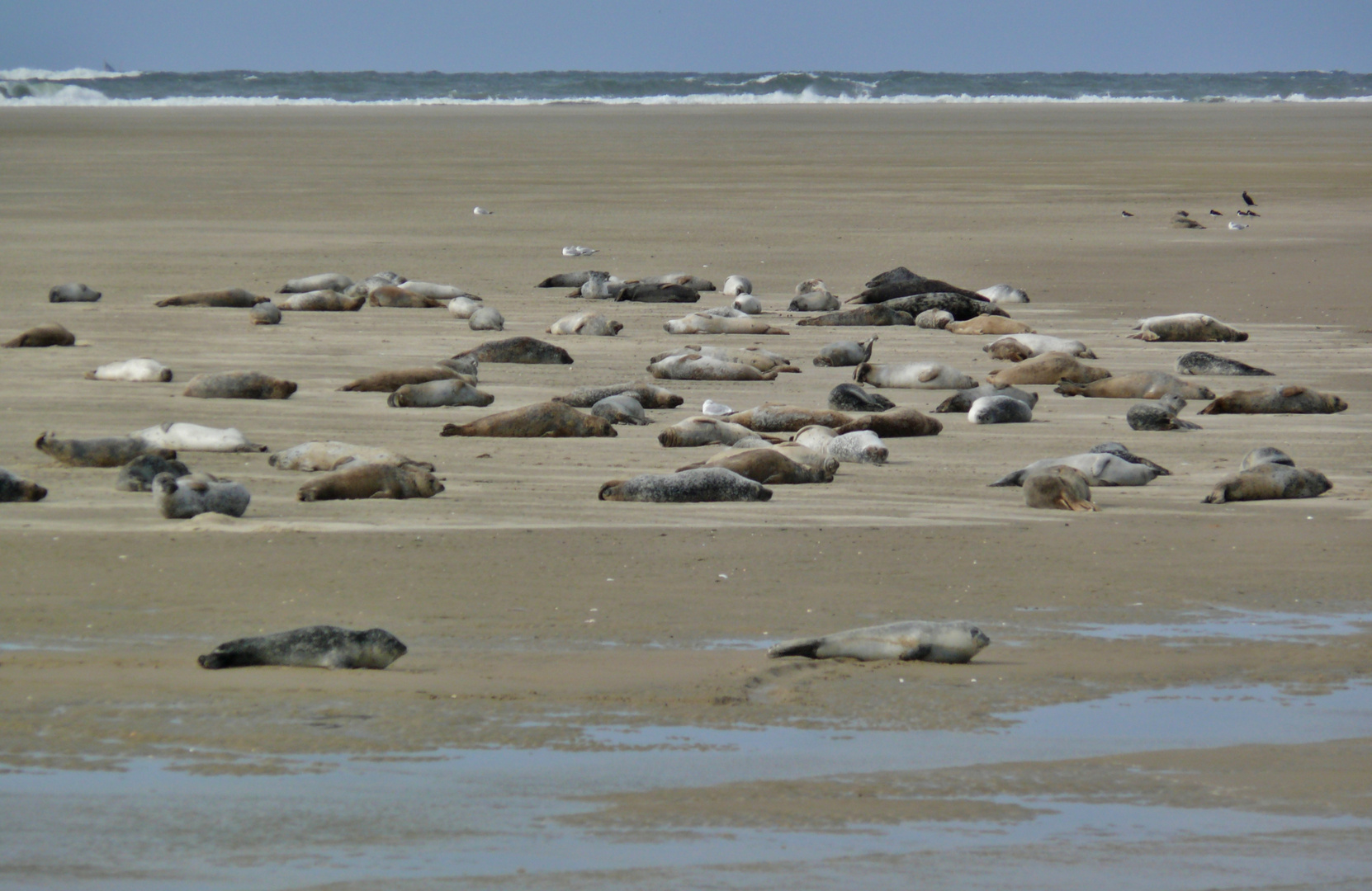 Borkum 2016 - Robben auf der Sandbank vor dem Nordstrand