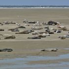 Borkum 2016 - Robben auf der Sandbank vor dem Nordstrand