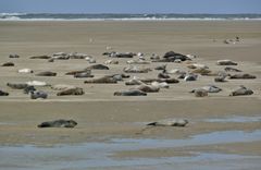 Borkum 2016 - Robben auf der Sandbank vor dem Nordstrand