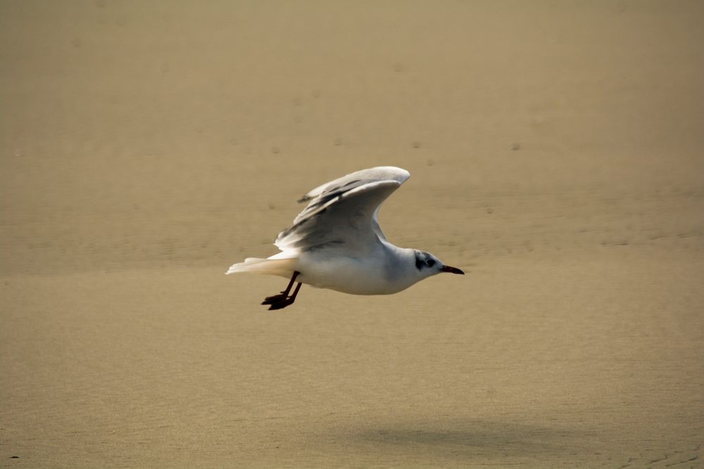 Borkum #22