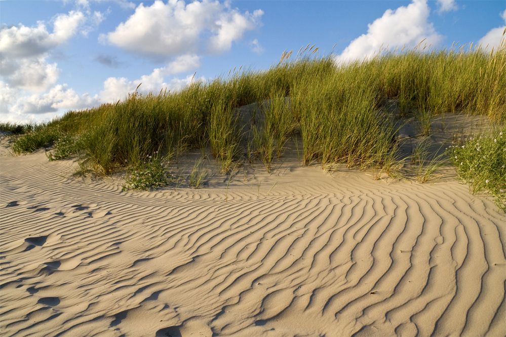 Borkum von Sargas 