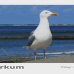 Borkum - Alles im Blick