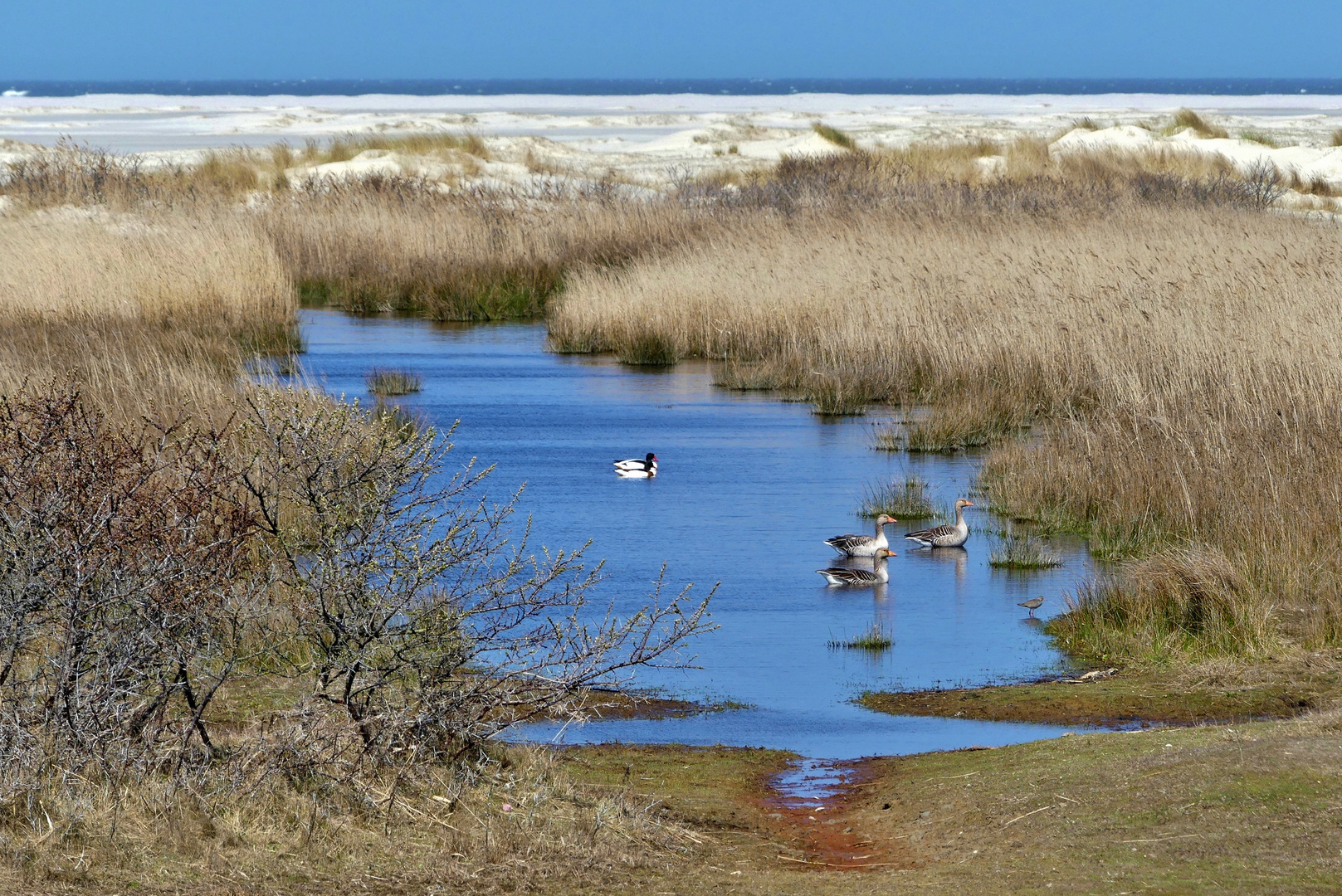 Borkum  - Auch die Tiere fühlen sich hier wohl