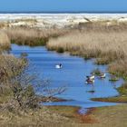 Borkum  - Auch die Tiere fühlen sich hier wohl