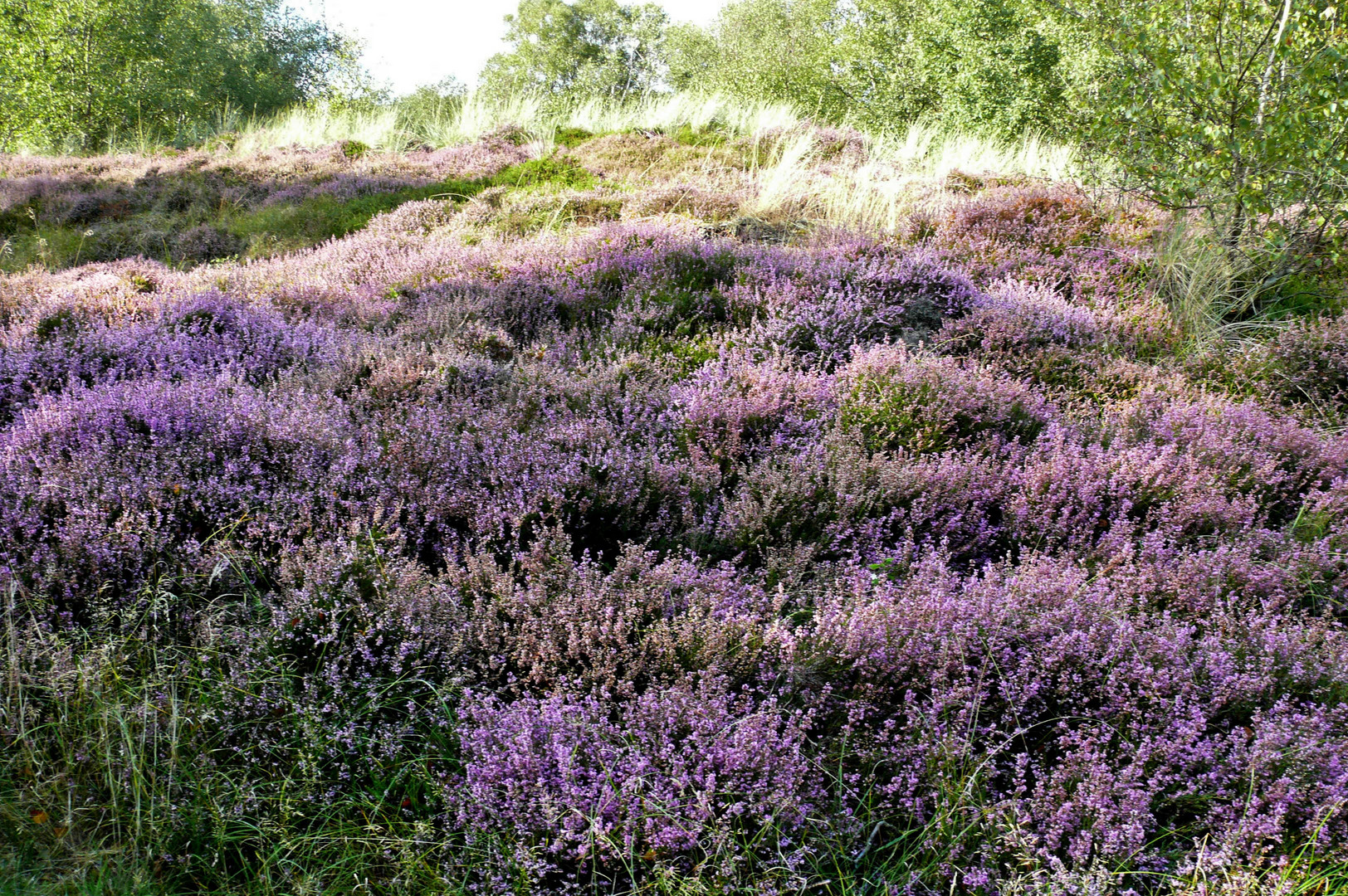 Borkum - Auch hier blüht derzeit die Heide