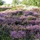 Borkum - Auch hier blüht derzeit die Heide