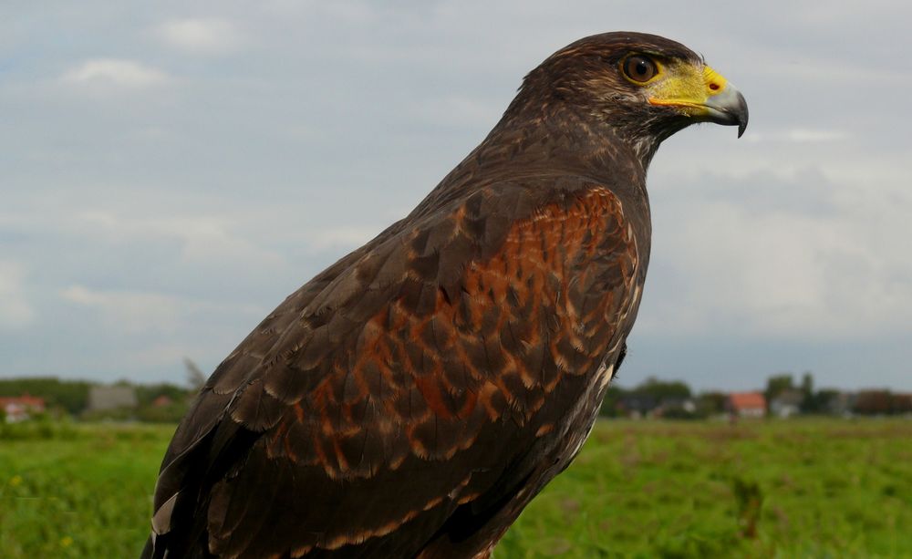 Borkum  -  Auch solche Vögel gibt's auf der Insel