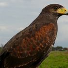 Borkum  -  Auch solche Vögel gibt's auf der Insel