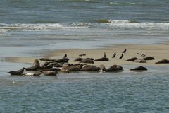 Borkum - Ausflug zur Seehundbank