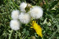 Borkum - Blüte und Samen der Sumpf-Gänsedistel