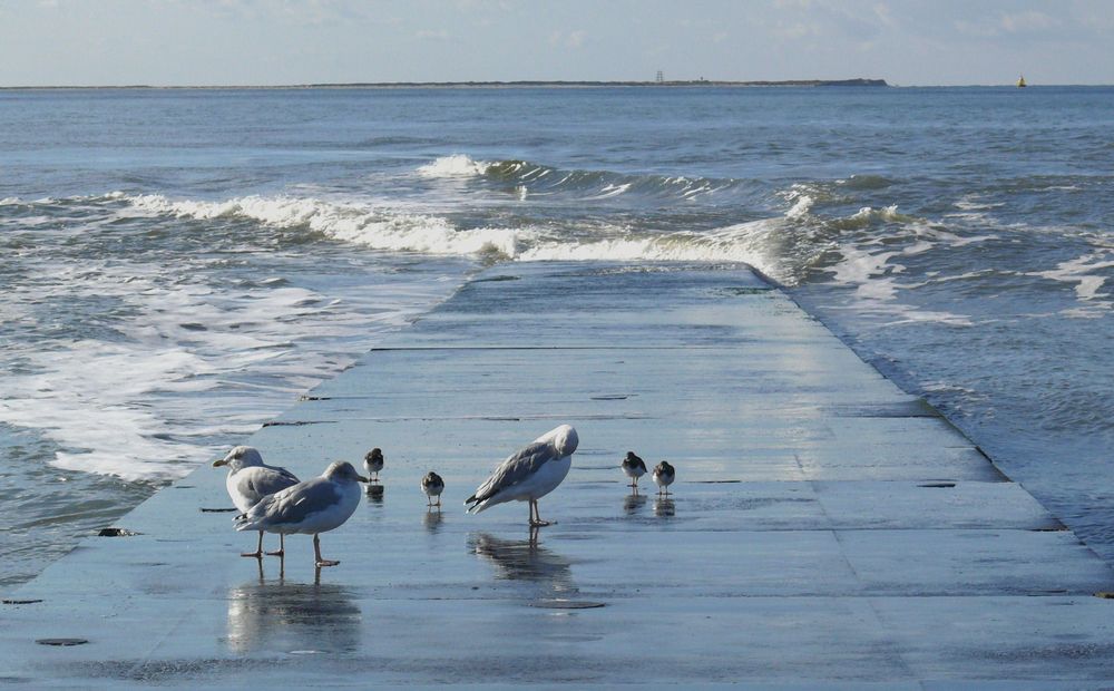 Borkum   /   Buhne* (Wellenbrecher) am Südstrand