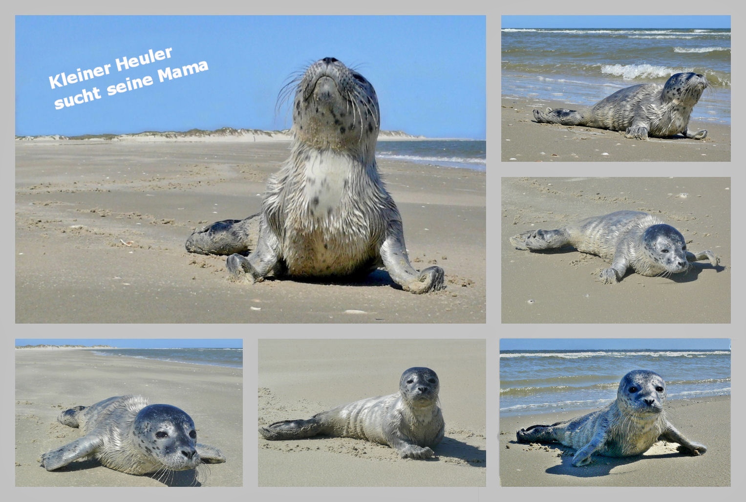 Borkum - Collage "Kleiner Heuler sucht seine Mama"