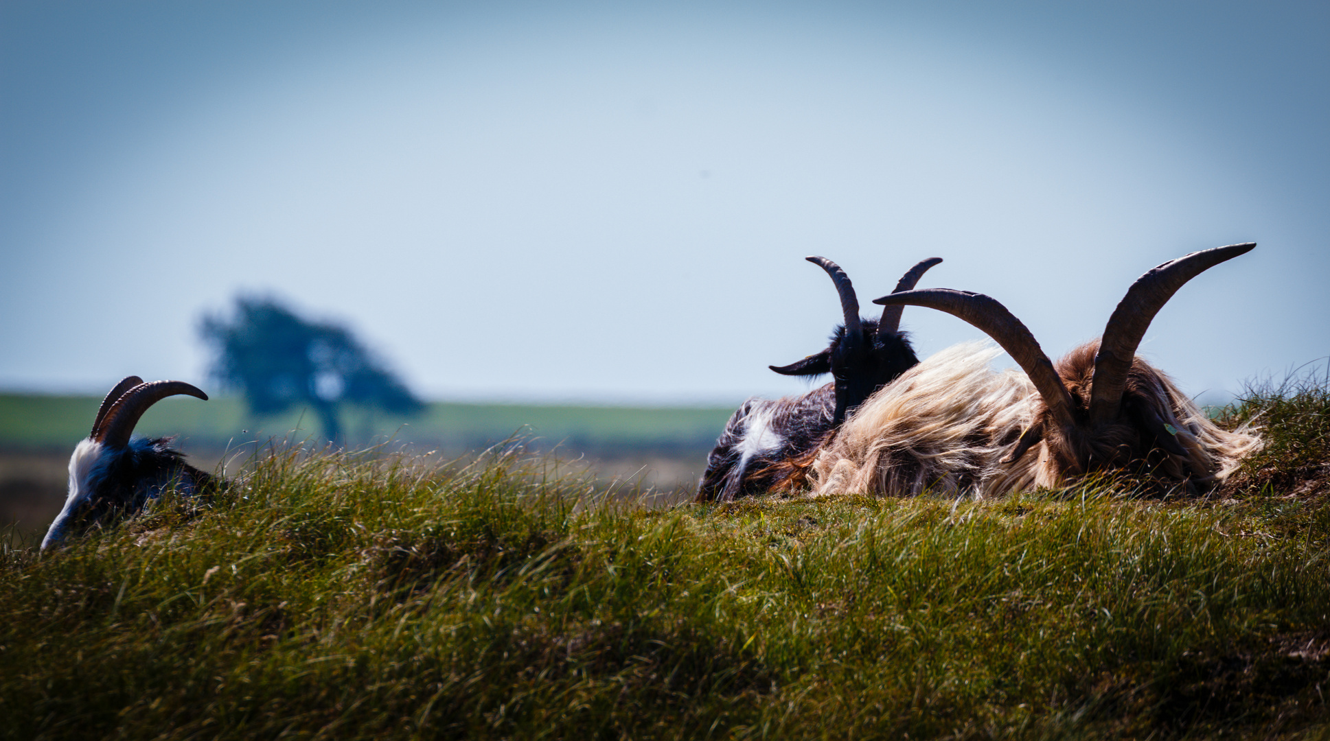 Borkum 