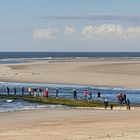 Borkum - Den Seehunden mal ganz nahe sein ...