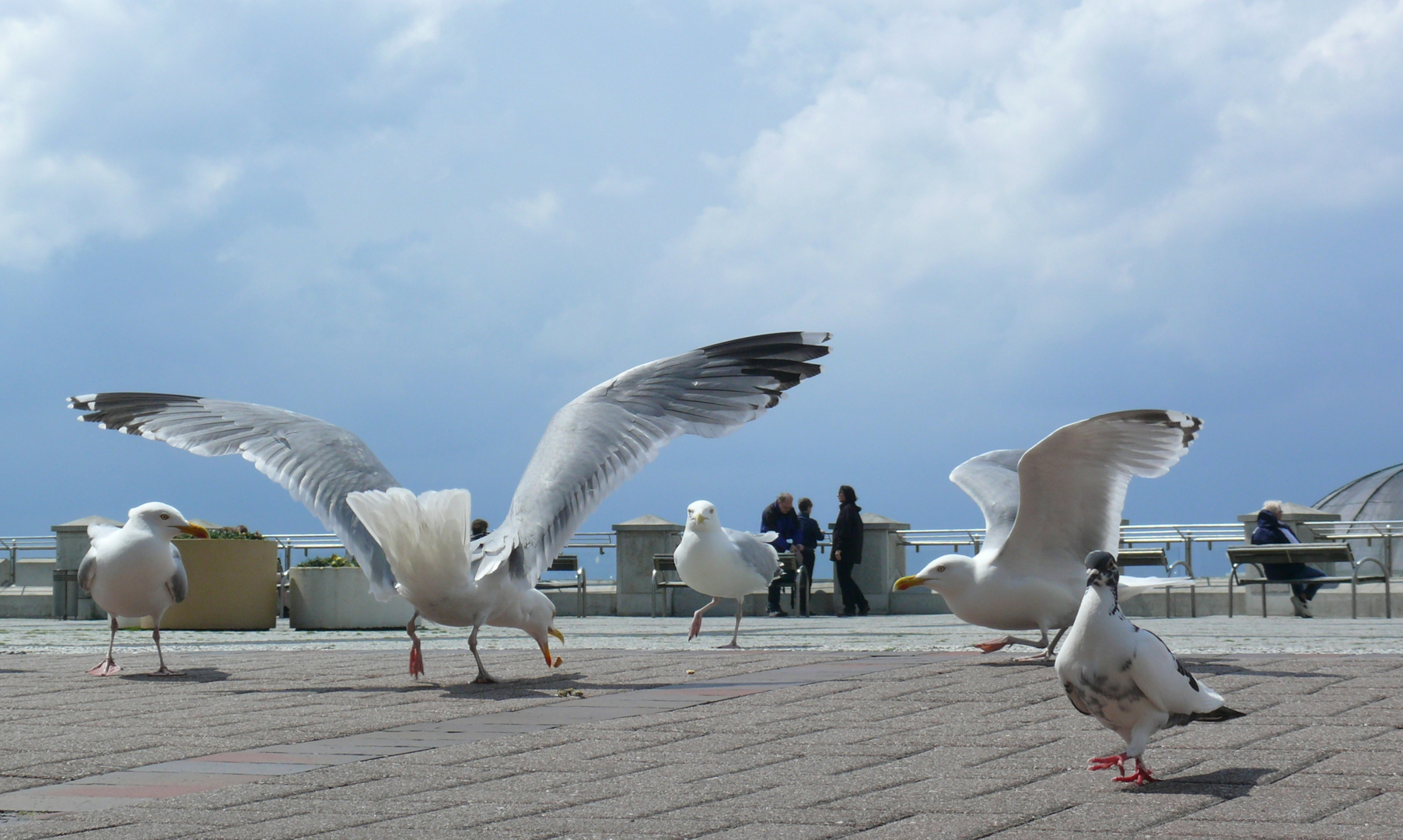 Borkum - "Der Happen gehört mir ..."