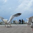 Borkum - "Der Happen gehört mir ..."