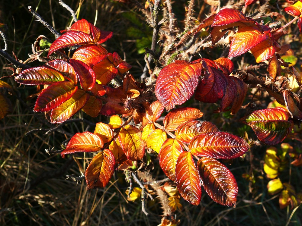 Borkum - Der Herbst ist auch hier bunt