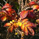 Borkum - Der Herbst ist auch hier bunt