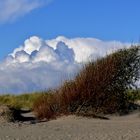 Borkum - Der Herbst zeigt sich auch in den Dünen