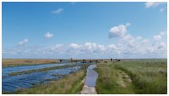 Borkum - Der Salzwiesenweg nach Hooge Hörn