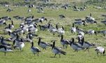 Borkum - Derzeit Nebensaison für Kurgäste, aber Hauptsaison für Nonnengänse by Reinhold Müller 