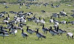 Borkum - Derzeit Nebensaison für Kurgäste, aber Hauptsaison für Nonnengänse