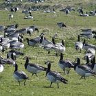 Borkum  -  Die Borkumer Binnenweide ...