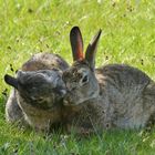 Borkum  -  Ein Küsschen zu Ostern