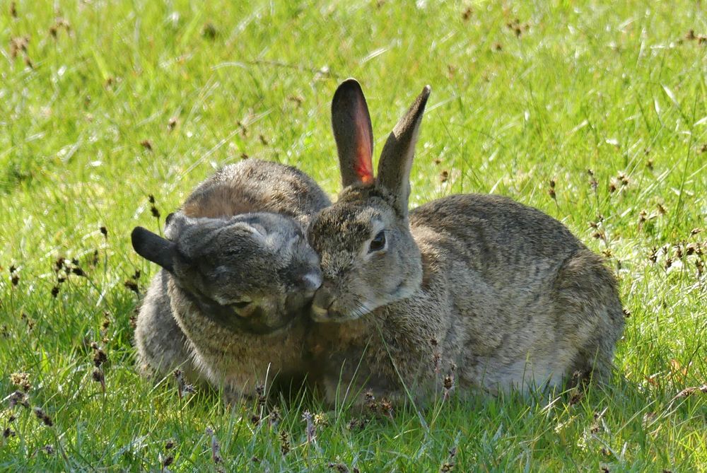 Borkum  -  Ein Küsschen zu Ostern