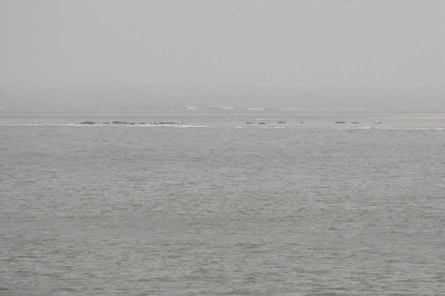 Borkum  Februar  2010  -  es könnten Seehunde sein ;)