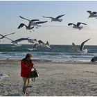 Borkum - Fütterung der Möwen wird nicht gerne gesehen ...