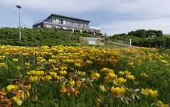 Borkum - Gewöhnlicher Hornklee - Blüte an Blüte