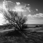 Borkum: herbstliche Impressionen VI