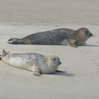 Borkum - Heute waren wir an den Seehundbänken (1)