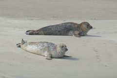 Borkum - Heute waren wir an den Seehundbänken (1)