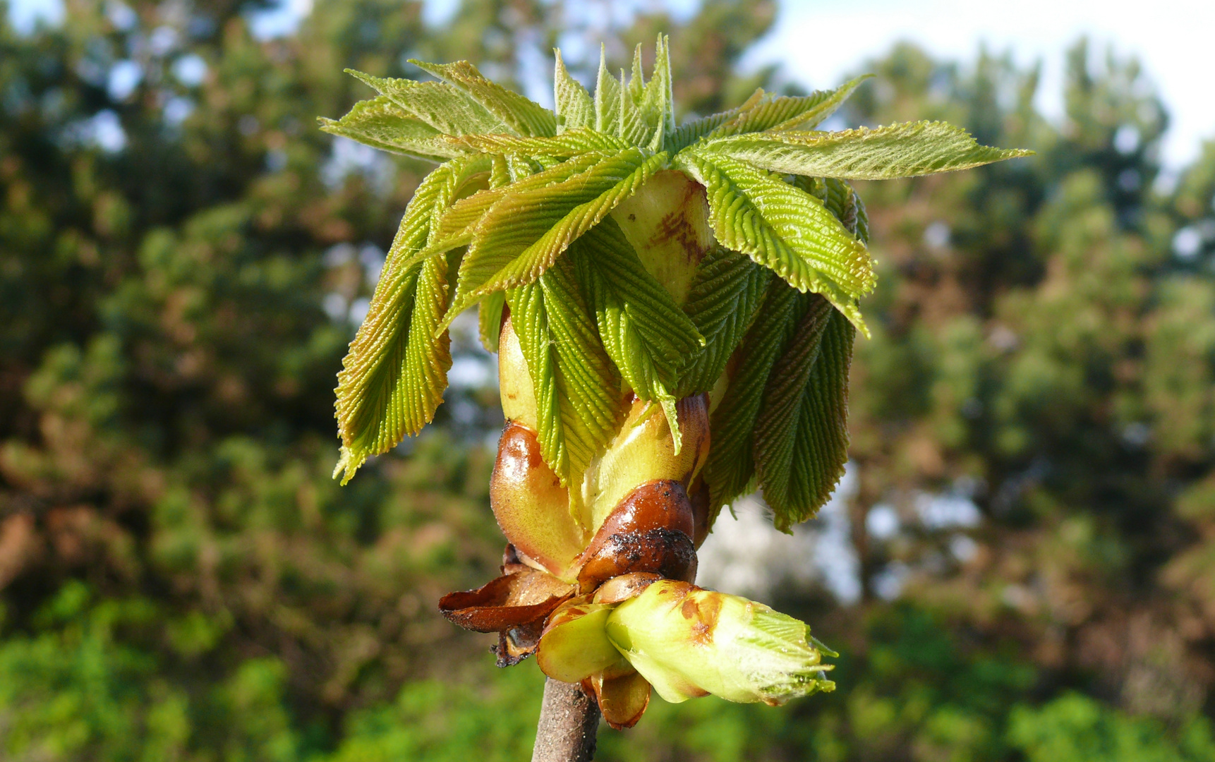 Borkum - Hurra, jetzt hat der Frühling auch die Insel gefunden