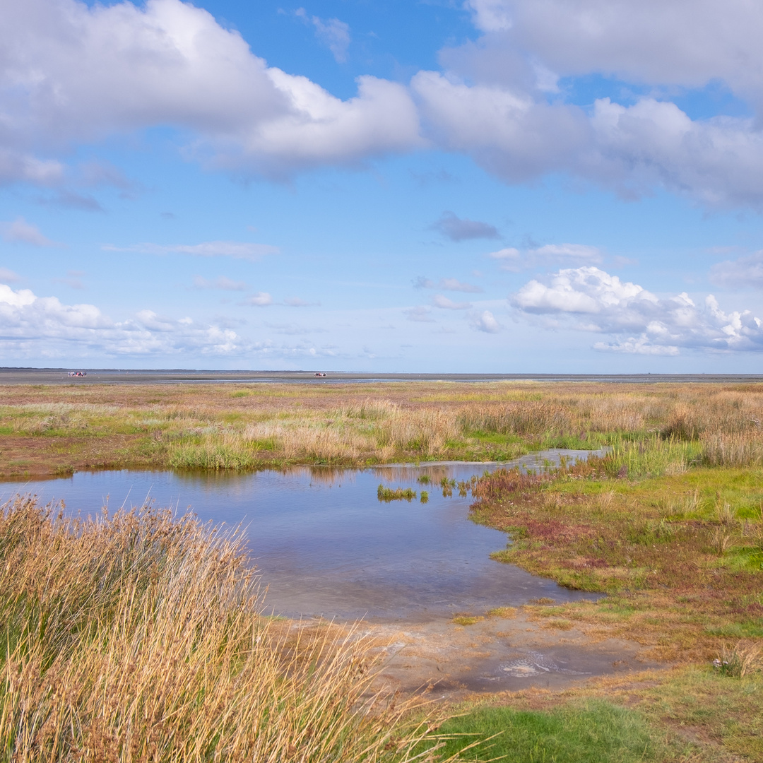 Borkum im Quadrat