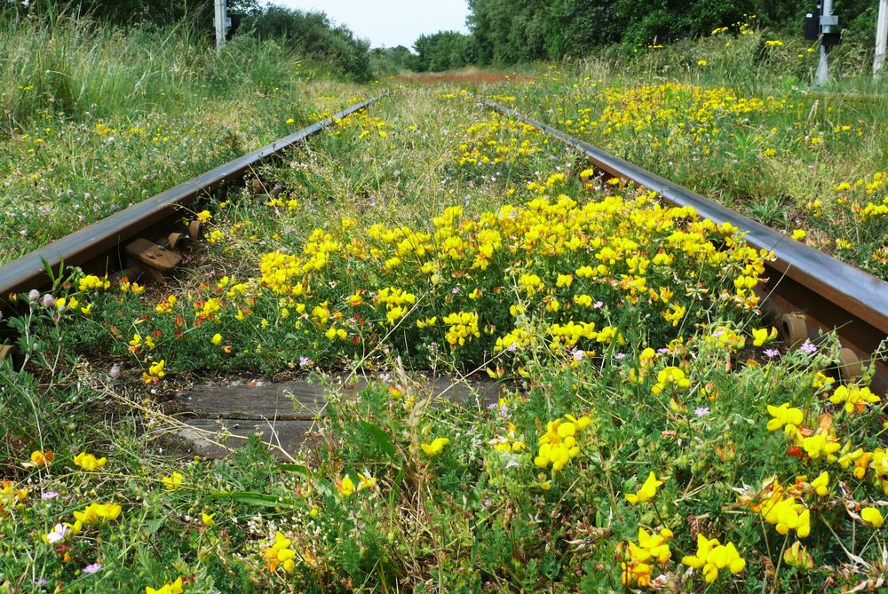 Borkum in der Frühjahrsspur