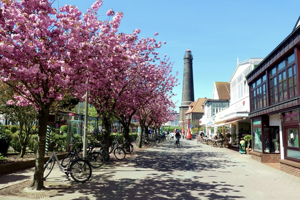 Borkum  - In der Strandstraße blüht wieder die Japanische Kirsche