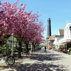 Borkum  - In der Strandstraße blüht wieder die Japanische Kirsche