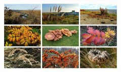 Borkum - Inselherbst