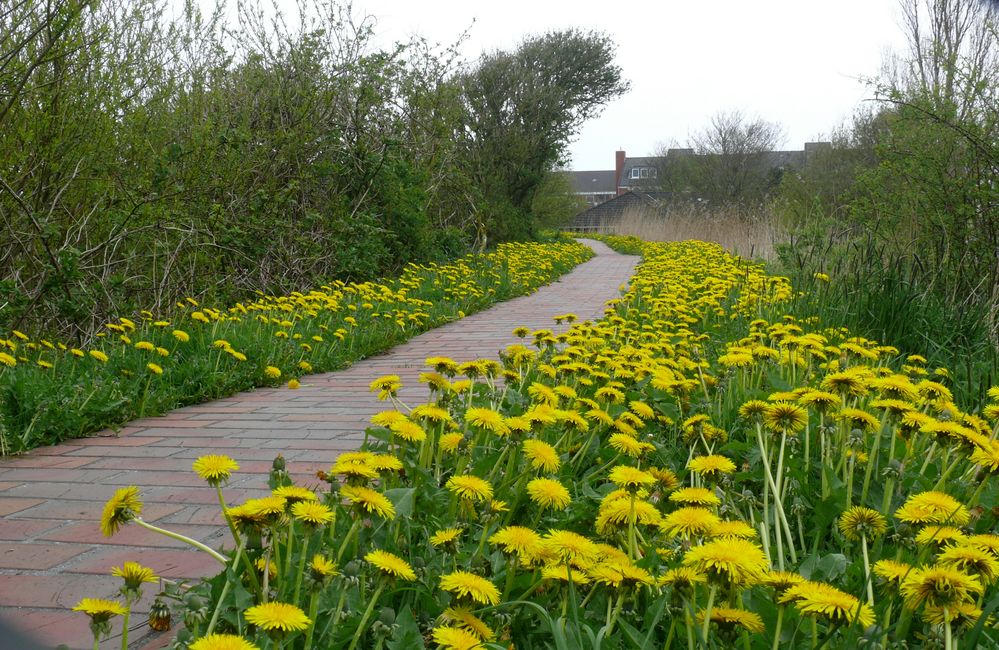 Borkum - Kann ein Rad- und Wanderweg schöner dekoriert sein?