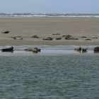 Borkum - Kegelrobben mal ganz nah