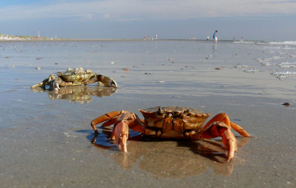 Borkum  -  Krebse am Strand