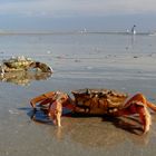 Borkum  -  Krebse am Strand