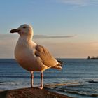 Borkum -  Möwe im Abendlicht