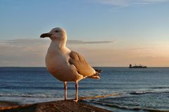 Borkum -  Möwe im Abendlicht