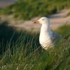 Borkum - Möwe in den Dünen